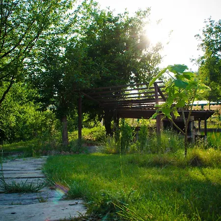 Albero Del Kiri
