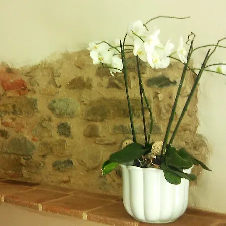 Albero Del Kiri Bed & Breakfast