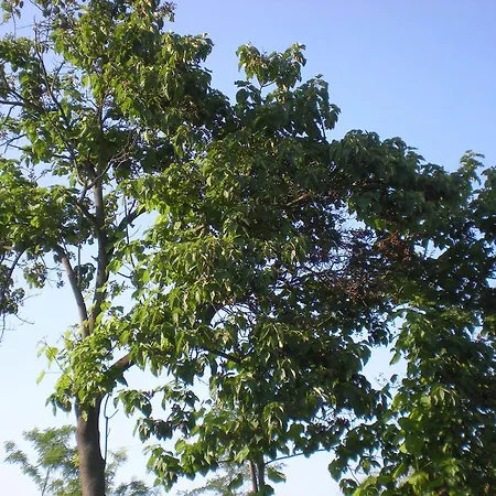 Albero Del Kiri *